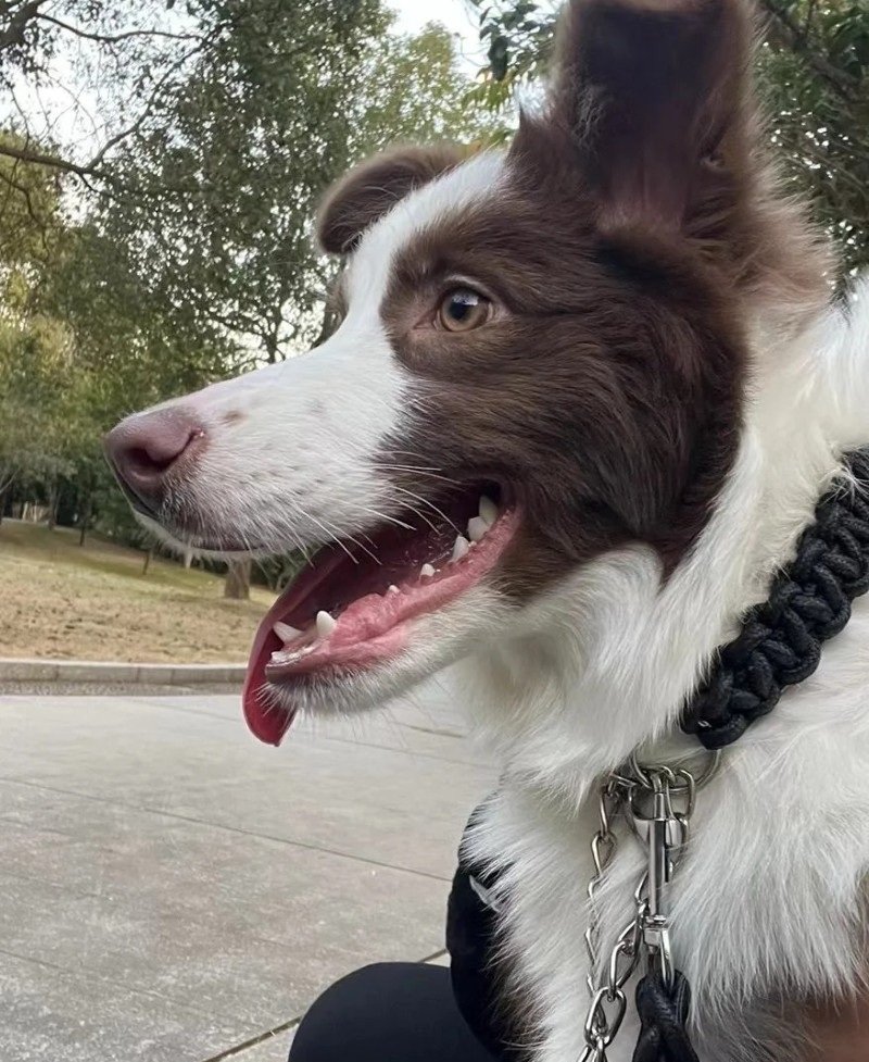chó border collie 3