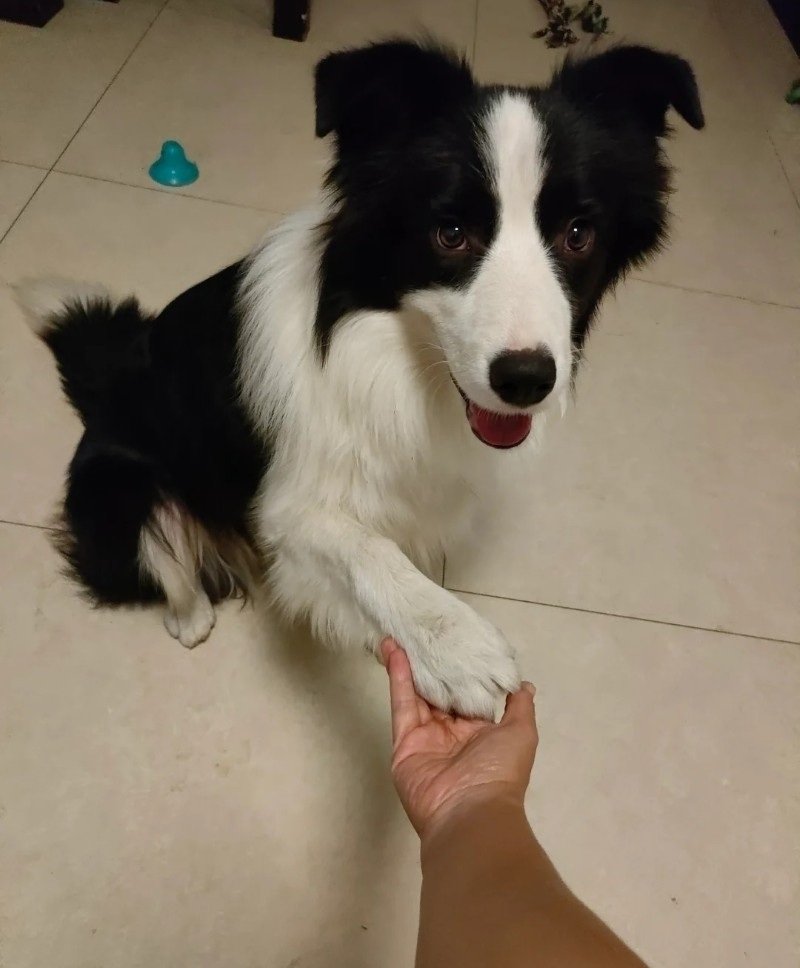 chó border collie 30