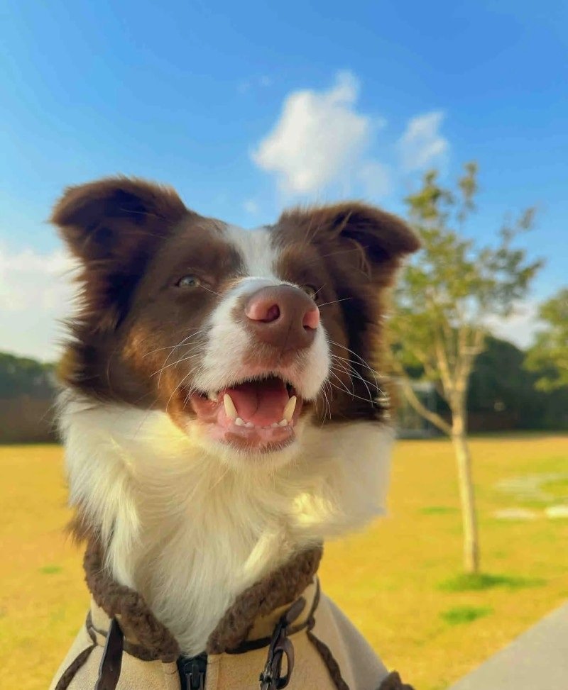 chó border collie 4