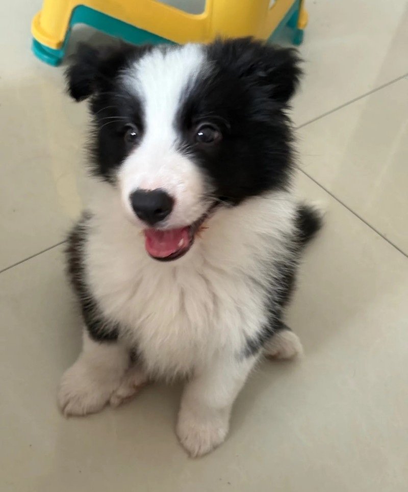 chó border collie 6