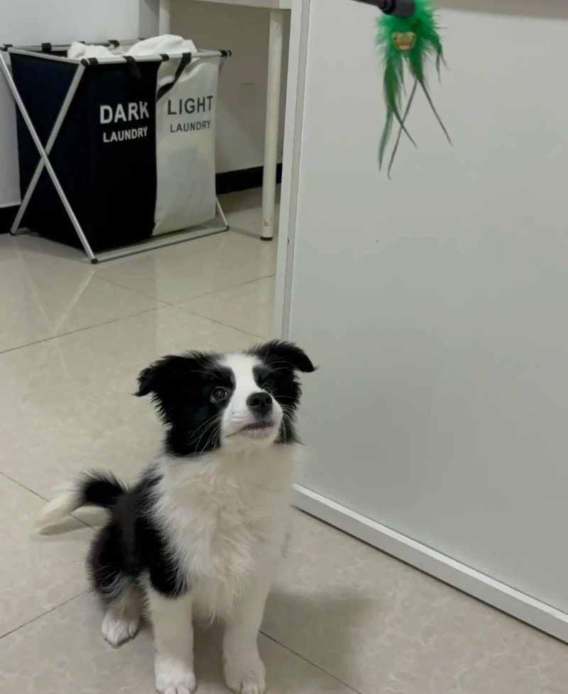 chó border collie 7