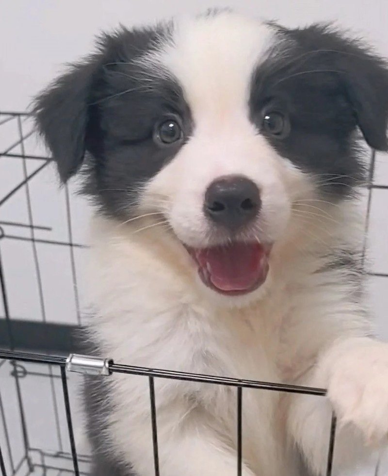 chó border collie 8