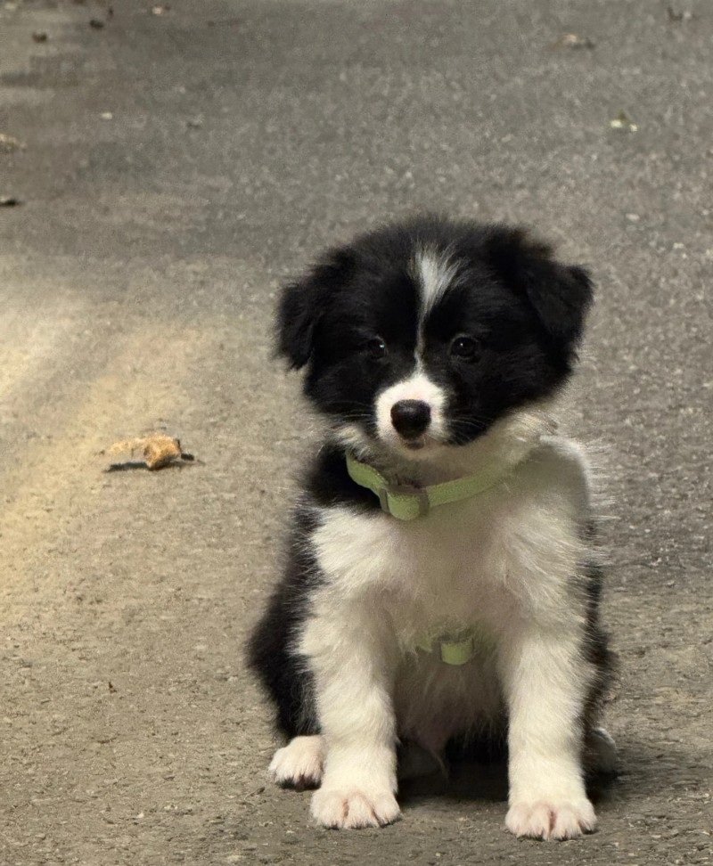 chó border collie 9