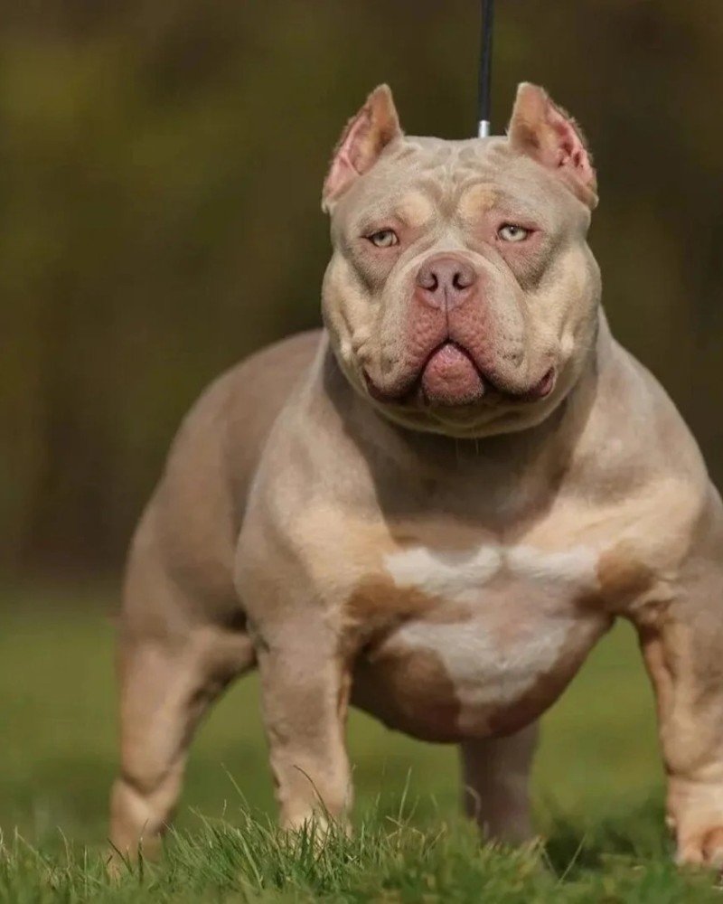 chó bully 12