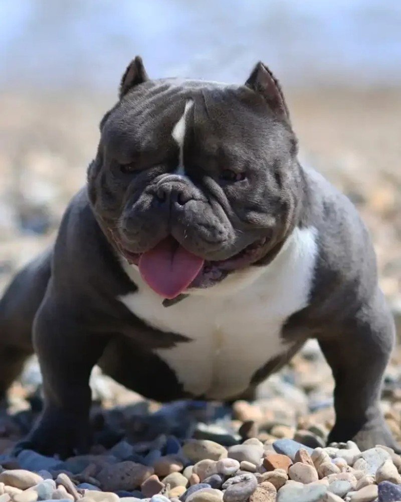 chó bully 15