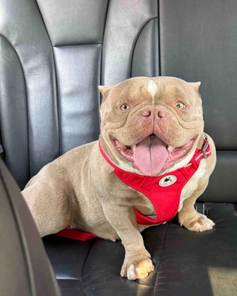 Chó Bully – Giống Chó Cơ Bắp Nhưng Hiền Lành Và Quấn Chủ