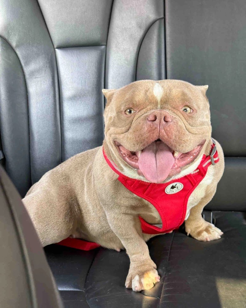 Chó Bully – Giống Chó Cơ Bắp Nhưng Hiền Lành Và Quấn Chủ