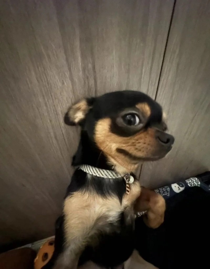 chó chihuahua 4