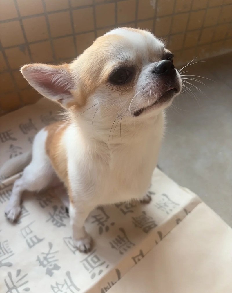 chó chihuahua 9