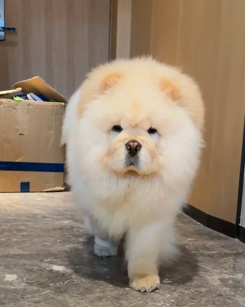 chó chow chow 2