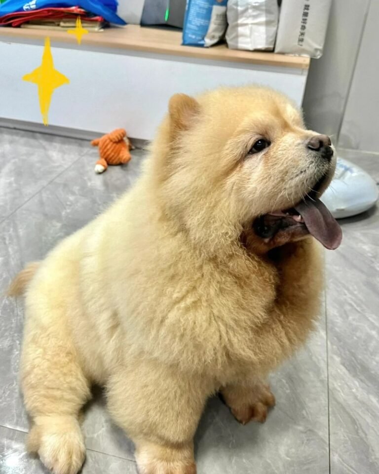 Chó Chow Chow – Mặt Gấu Đáng Yêu Nhưng Cá Tính Khó Chiều