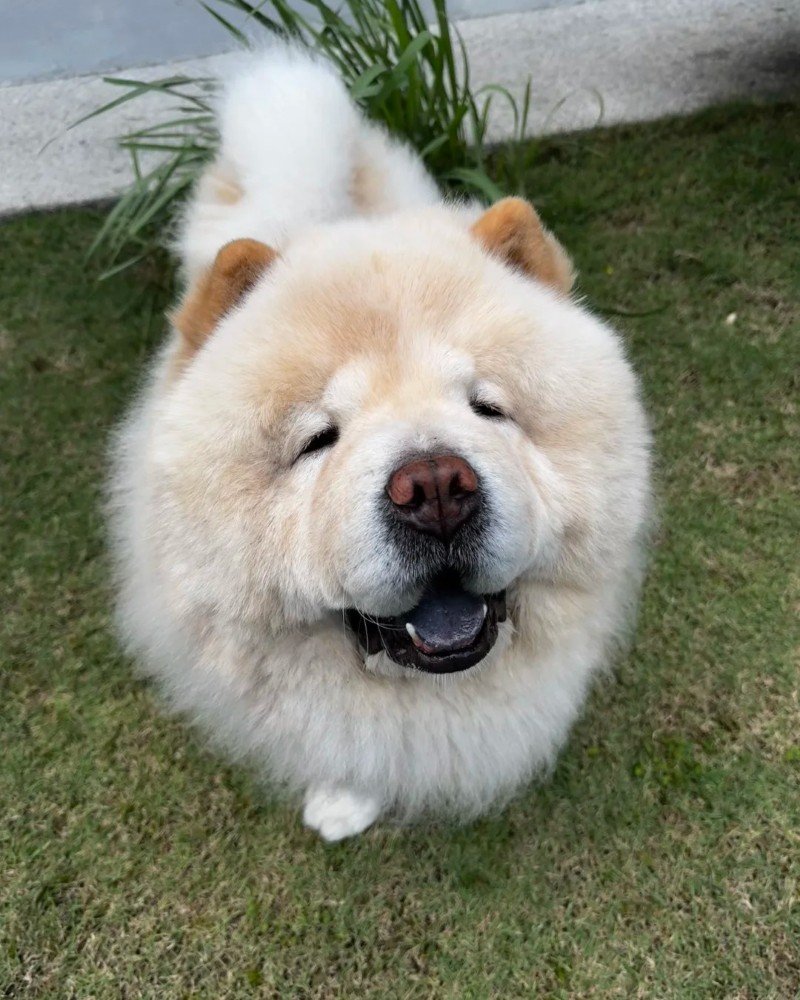 chó chow chow 8