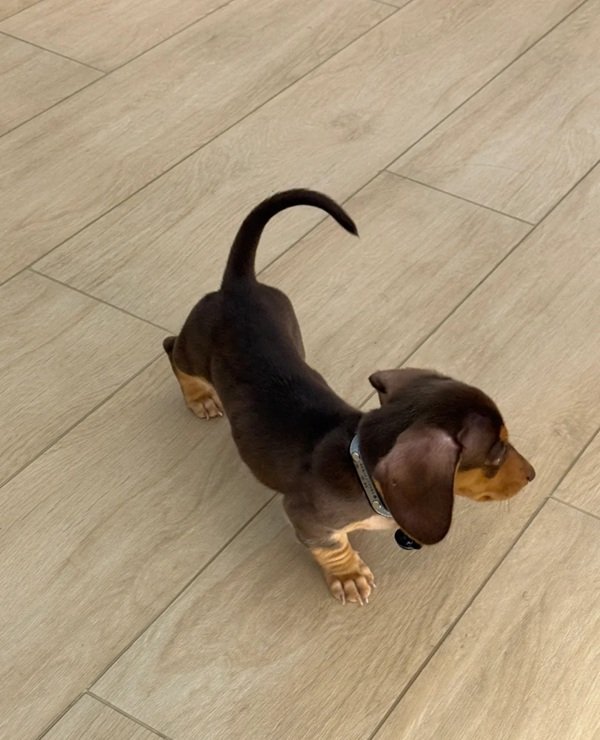 chó dachshund 1