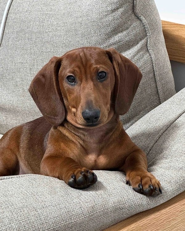 chó dachshund 11