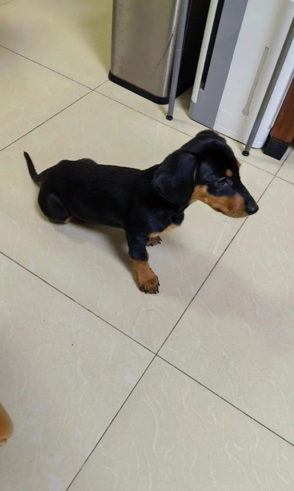 chó dachshund 18