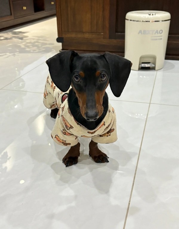 chó dachshund 24