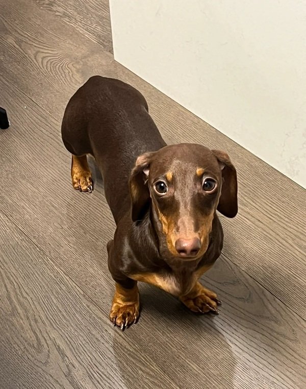 chó dachshund 26