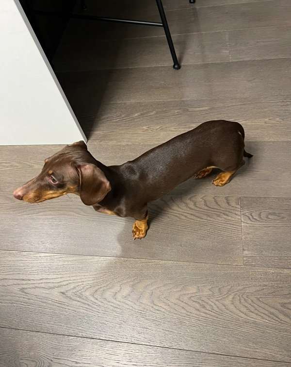 Chó Dachshund – Nhỏ Nhắn, Thông Minh Và Rất Đáng Yêu
