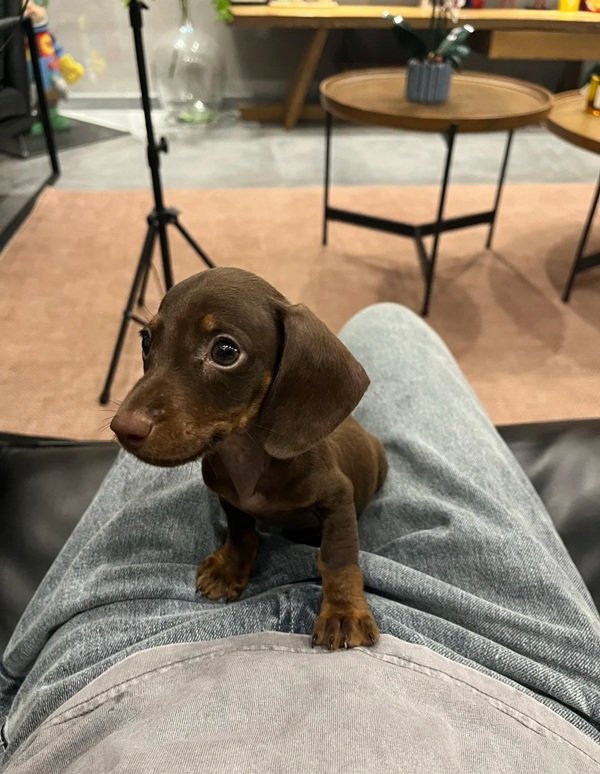 chó dachshund 28