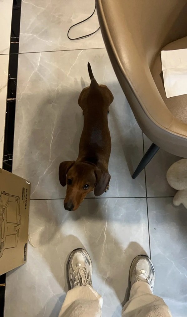 chó dachshund 29