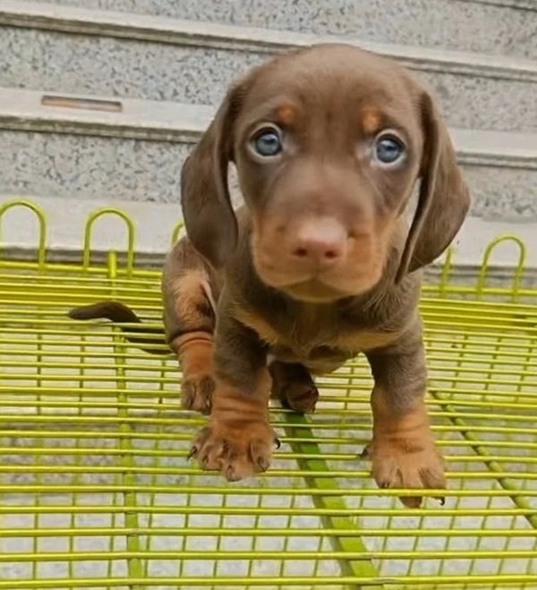 chó dachshund 3