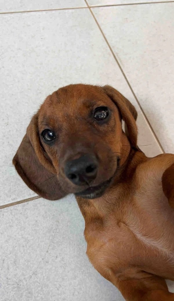 chó dachshund 30