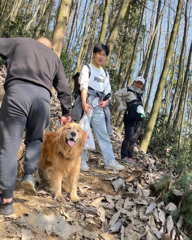 chó golden retriever 1