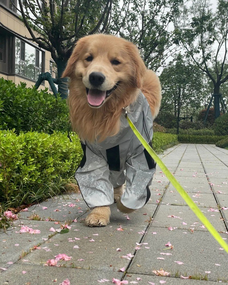 chó golden retriever 10