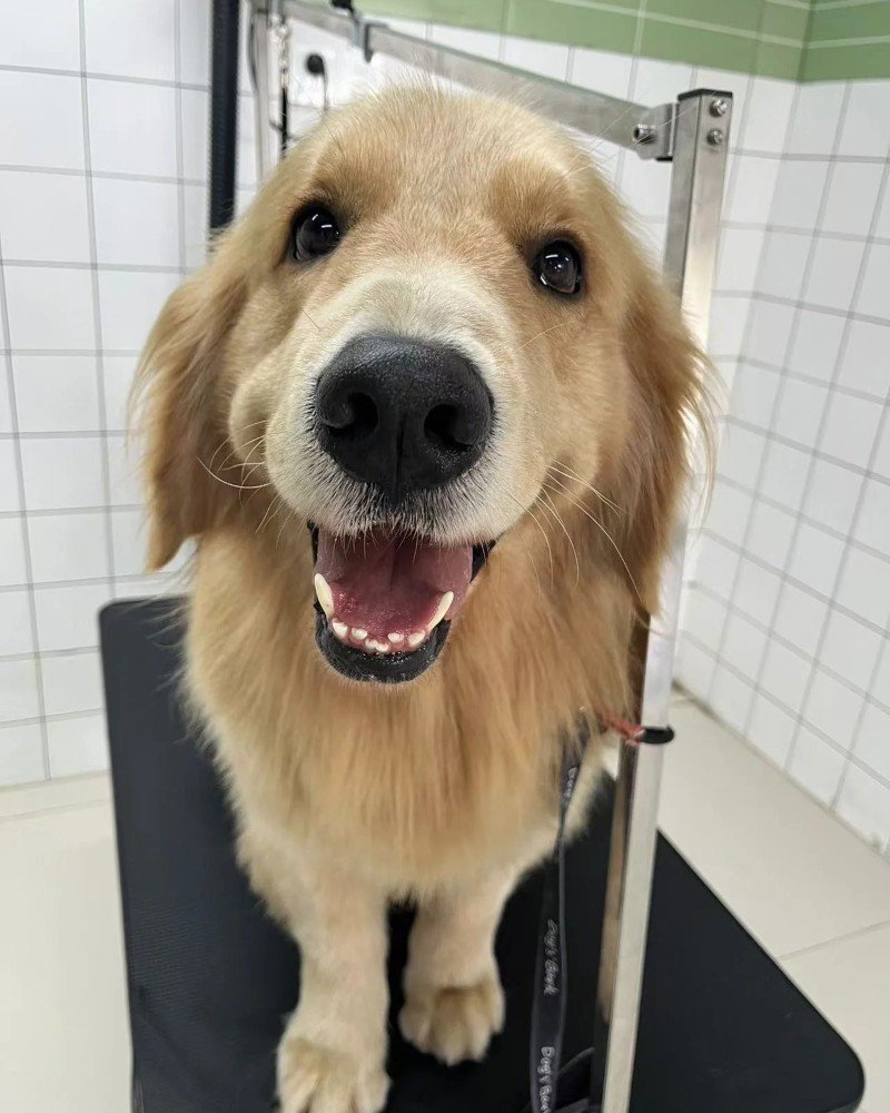 chó golden retriever 11