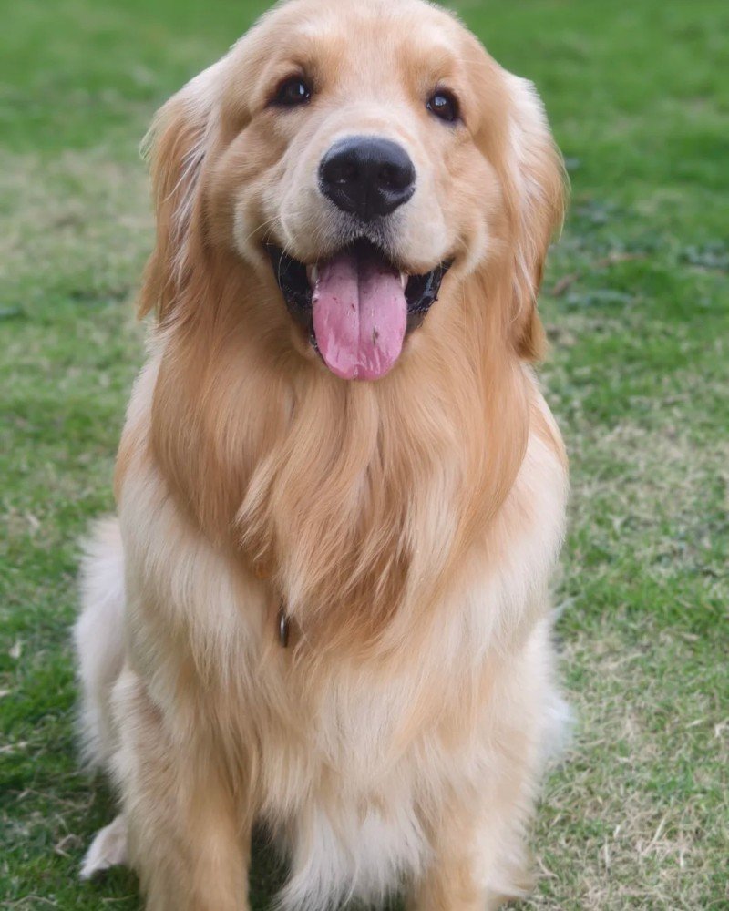 chó golden retriever 12