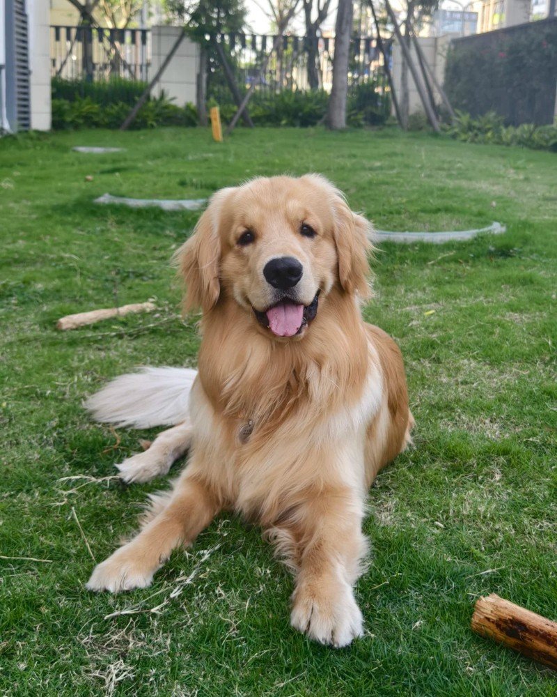 chó golden retriever 13