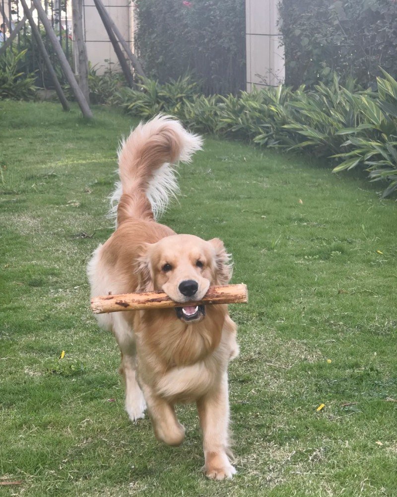 chó golden retriever 14