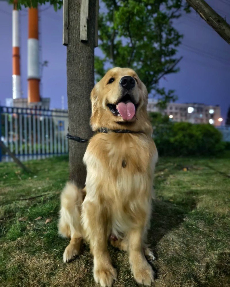 chó golden retriever 15