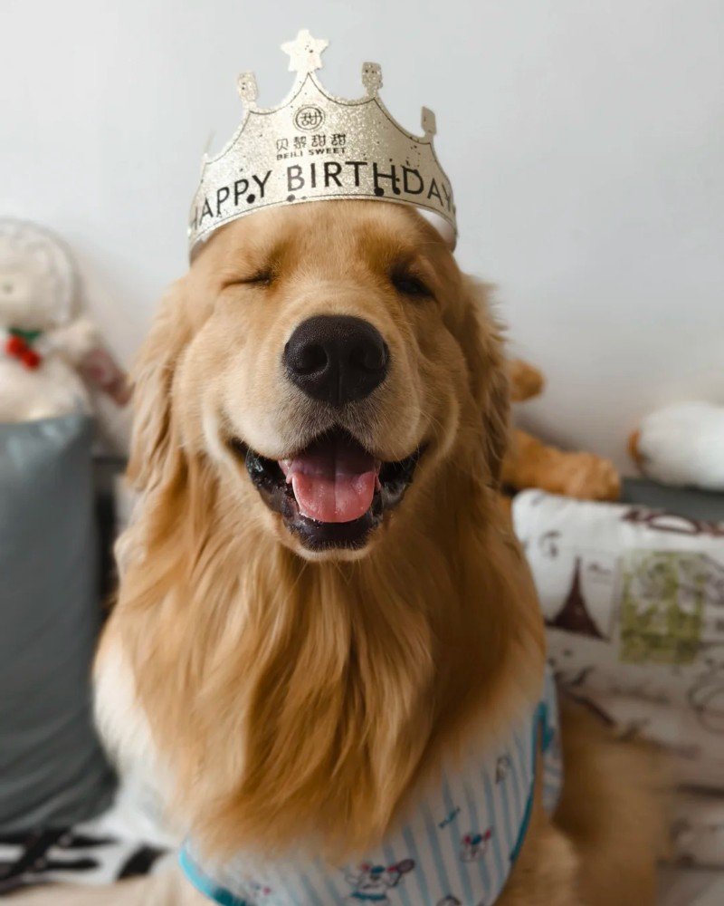 chó golden retriever 16