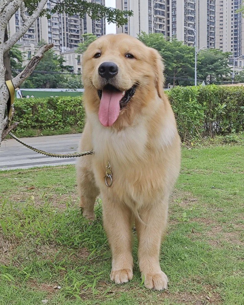 chó golden retriever 17