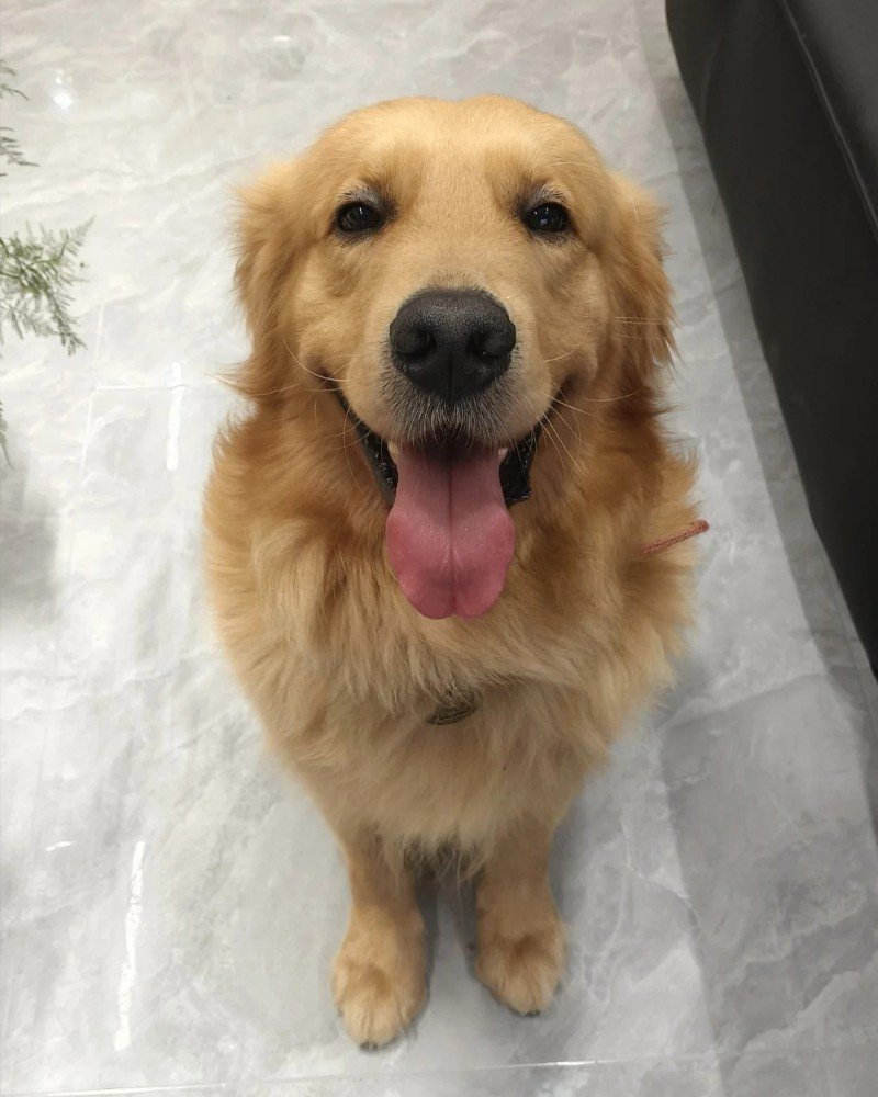Chó Golden Retriever – Hiền Lành, Thông Minh Và Rất Đáng Yêu