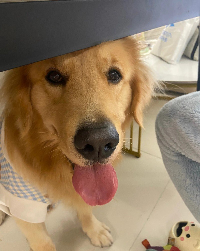 chó golden retriever 19