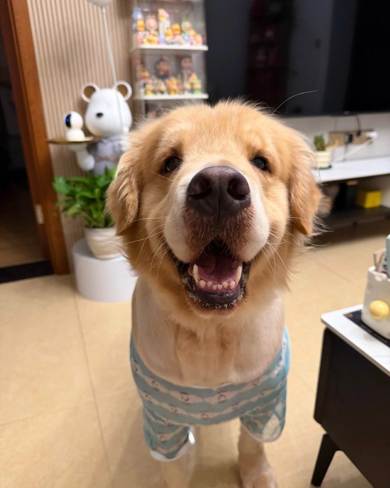 chó golden retriever 21