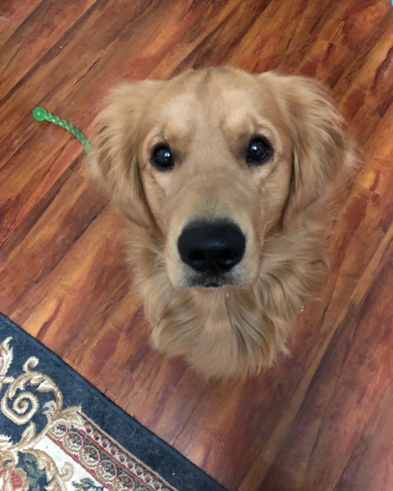 chó golden retriever 22