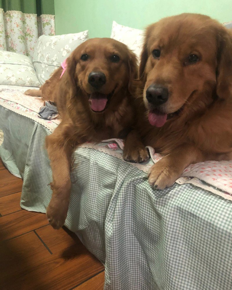 chó golden retriever 23