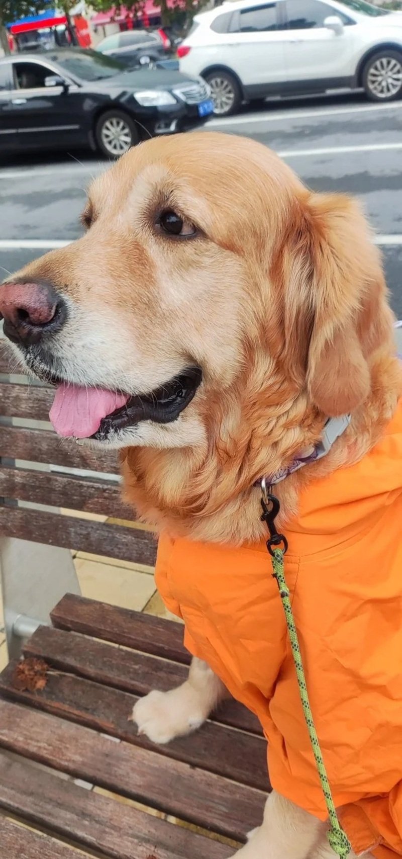 chó golden retriever 24