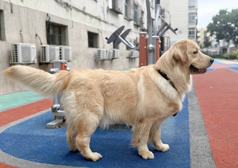 chó golden retriever 25