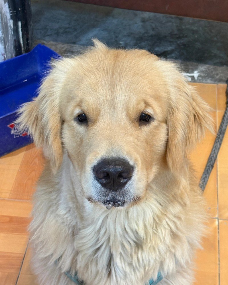 chó golden retriever 26