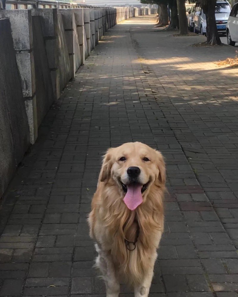 chó golden retriever 27