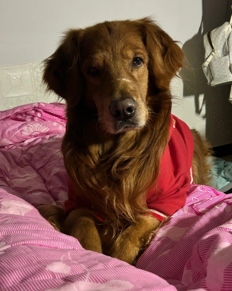 chó golden retriever 28