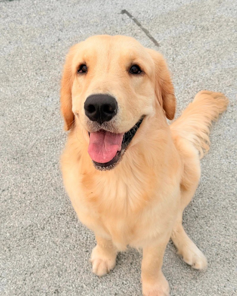 chó golden retriever 29