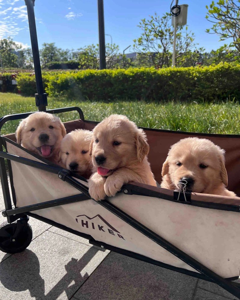 chó golden retriever 3