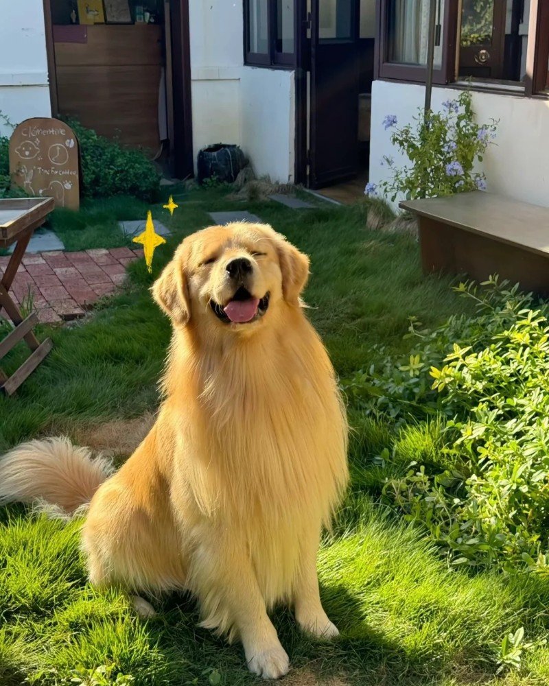 chó golden retriever 4