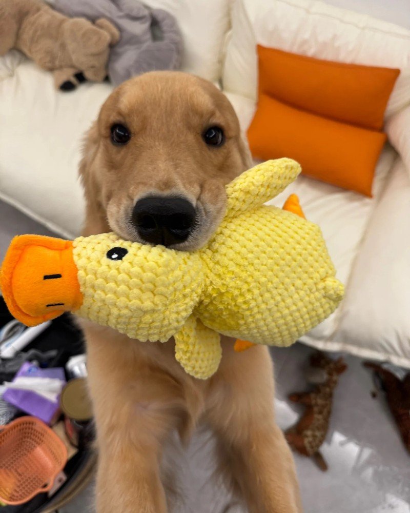 chó golden retriever 7