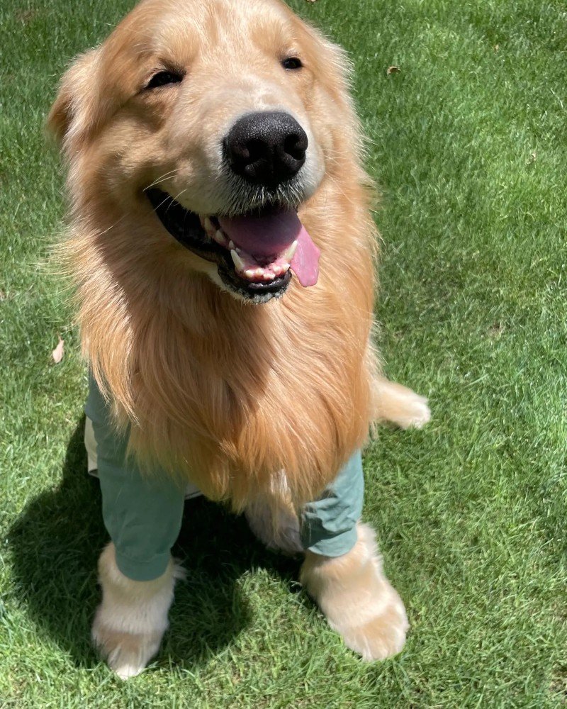 chó golden retriever 8